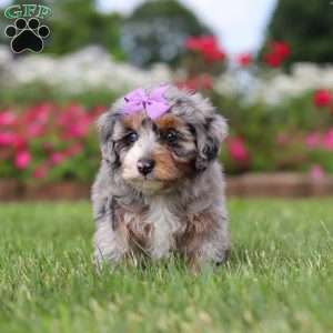 Jewel, Mini Bernedoodle Puppy